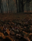 Filename=Gretel_and_Hansel_mp41141.jpg
Filesize=778KiB
Dimensions=1920x1040
Date added=Apr 10, 2020 Gretel_and_Hansel_mp41141.jpg